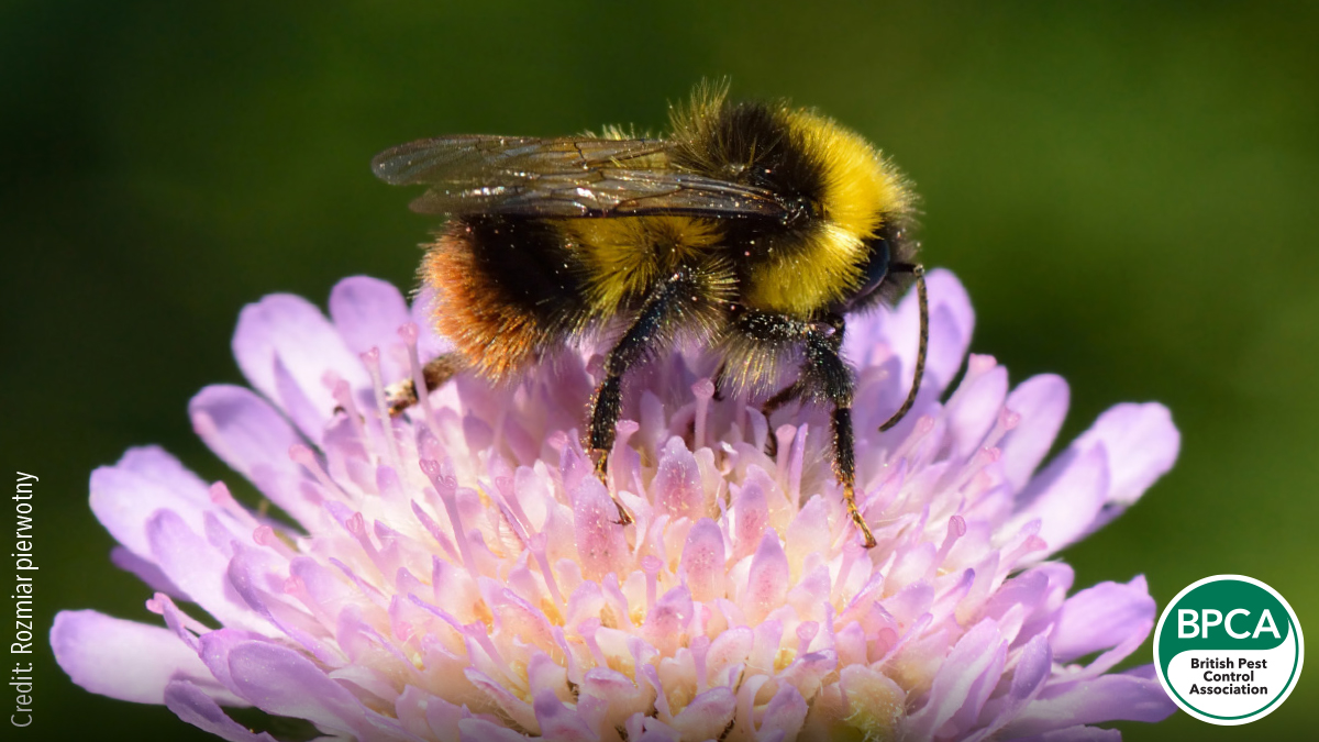 Early bumblebee Bombus pratorum identification